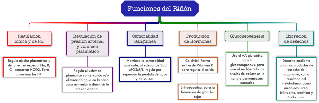 Comprehensive Guide to Kidney Functions