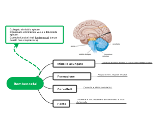 Pituitary gland