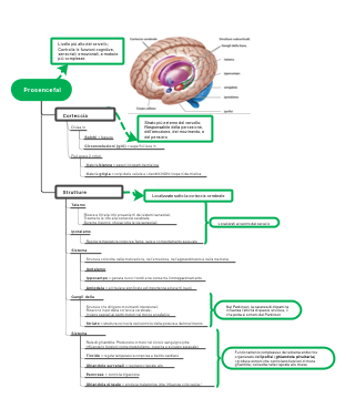 Exploring the Prosencephalon: Insights into the Forebrain's Structure and Functions