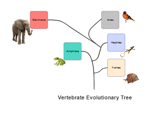 Vertebrate Evolutionary Tree