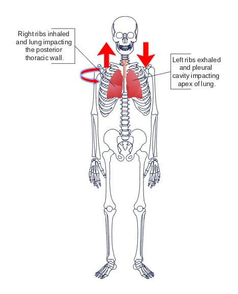 Human Lung Anatomy