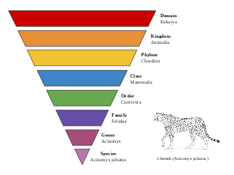 Taxonomic Classification of the Cheetah