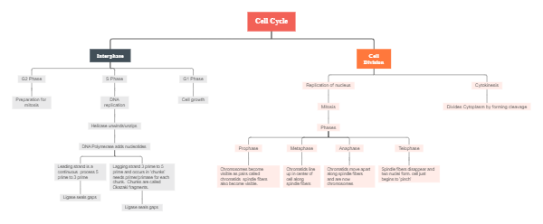 Cell Dynamics Overview