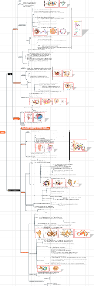 8. Anatomía del sistema sensilar