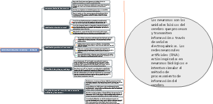 Cómo funcionan las neuronas cerebrales