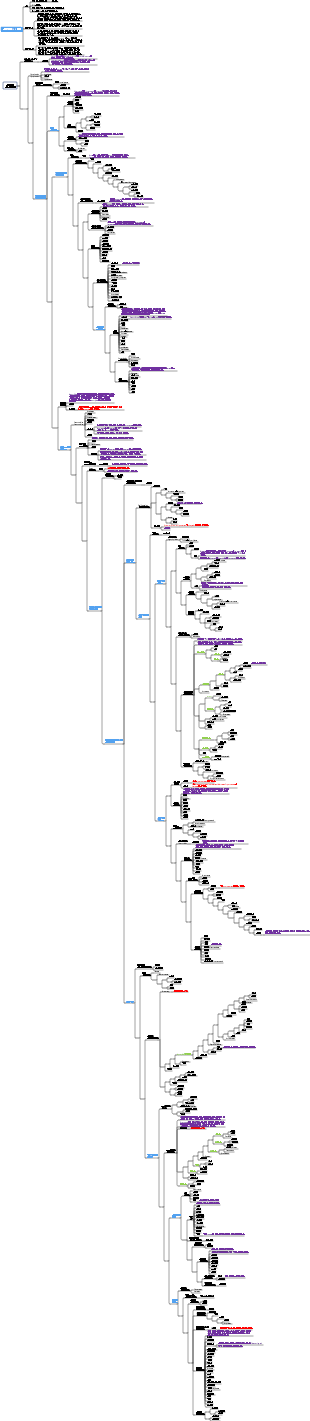속씨식물 분류 시스템(APG IV)