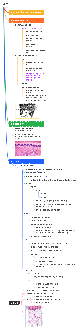 생리학 피부 마인드 맵