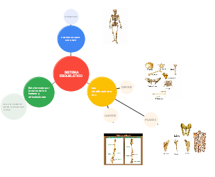 SISTEMA ESQUELÉTICO