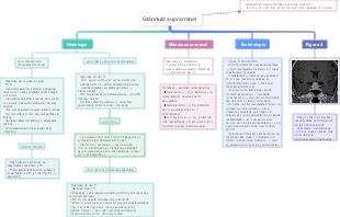 Glándula Suprarrenal y el Síndrome de Cushing