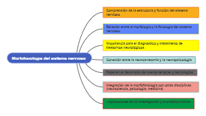 Morfofisiologia del sistema nervioso 