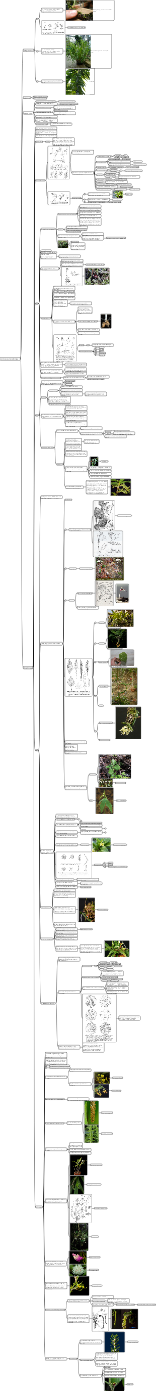 Orchidaceae Morphology 1