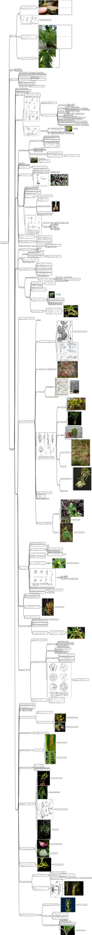 ラン科の形態 1