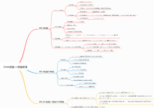 DNA損傷と損傷修復