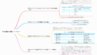 DNA複製の酵素とトポロジー