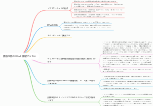 真核生物の DNA 複製プロセス