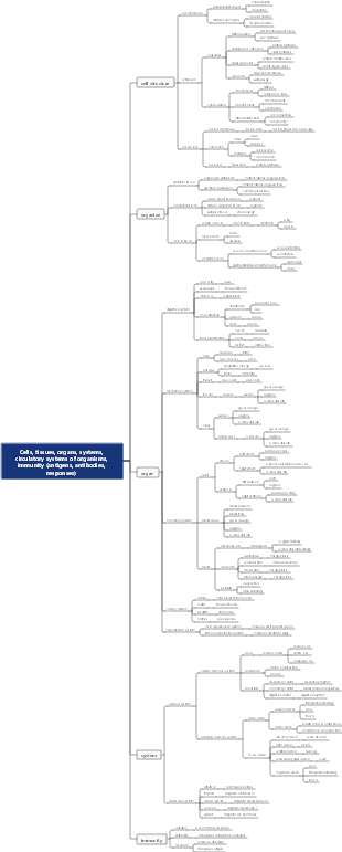 Cells, tissues, organs, systems, circulatory systems of organisms, immunity (antigens, antibodies, responses)