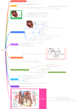 Medicine - Vascular System