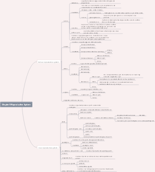 Anatomy-Chapter 8 Reproductive System Mind Map