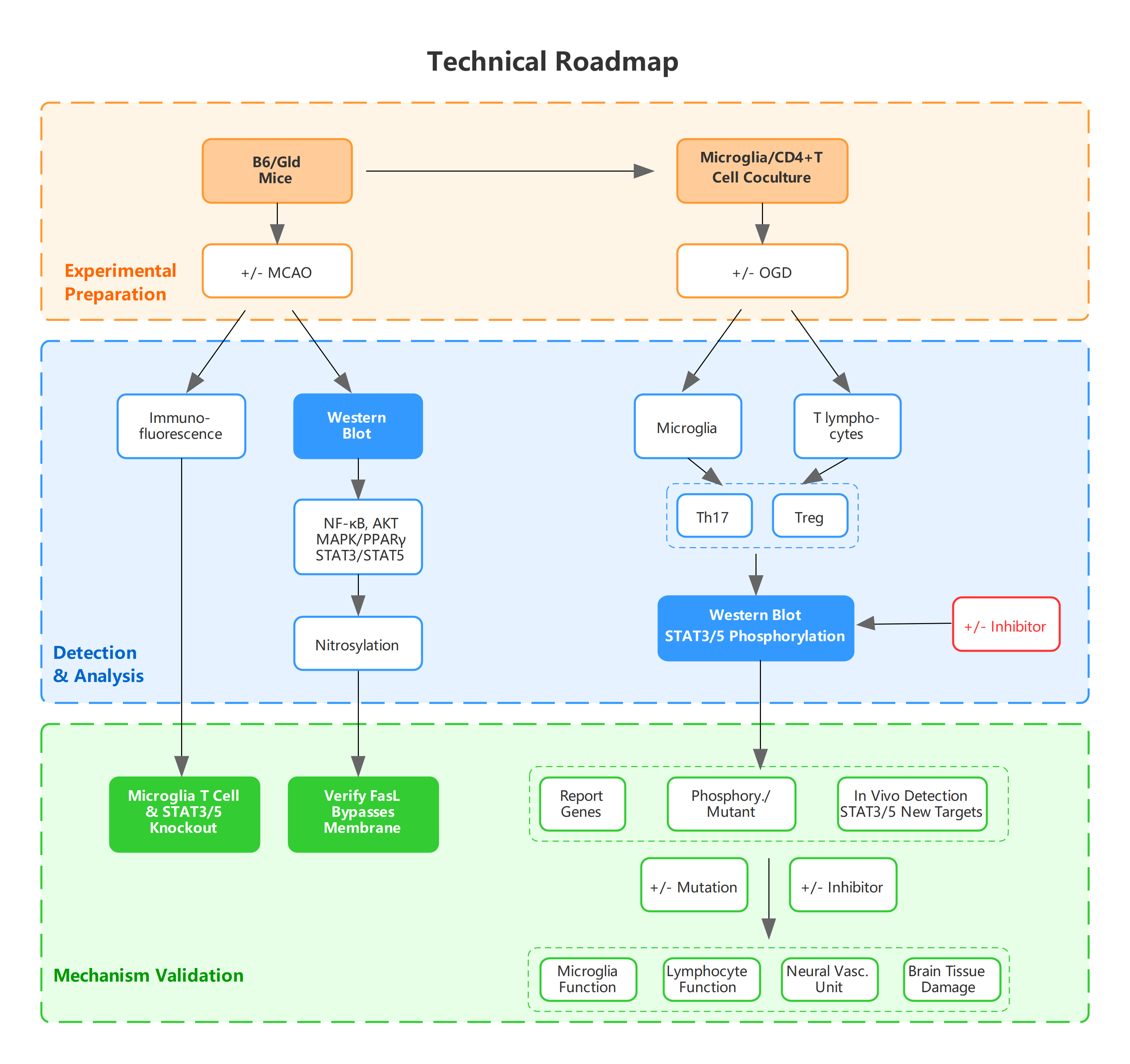 Technical Roadmap: Microglia & T Cell Research Flowchart