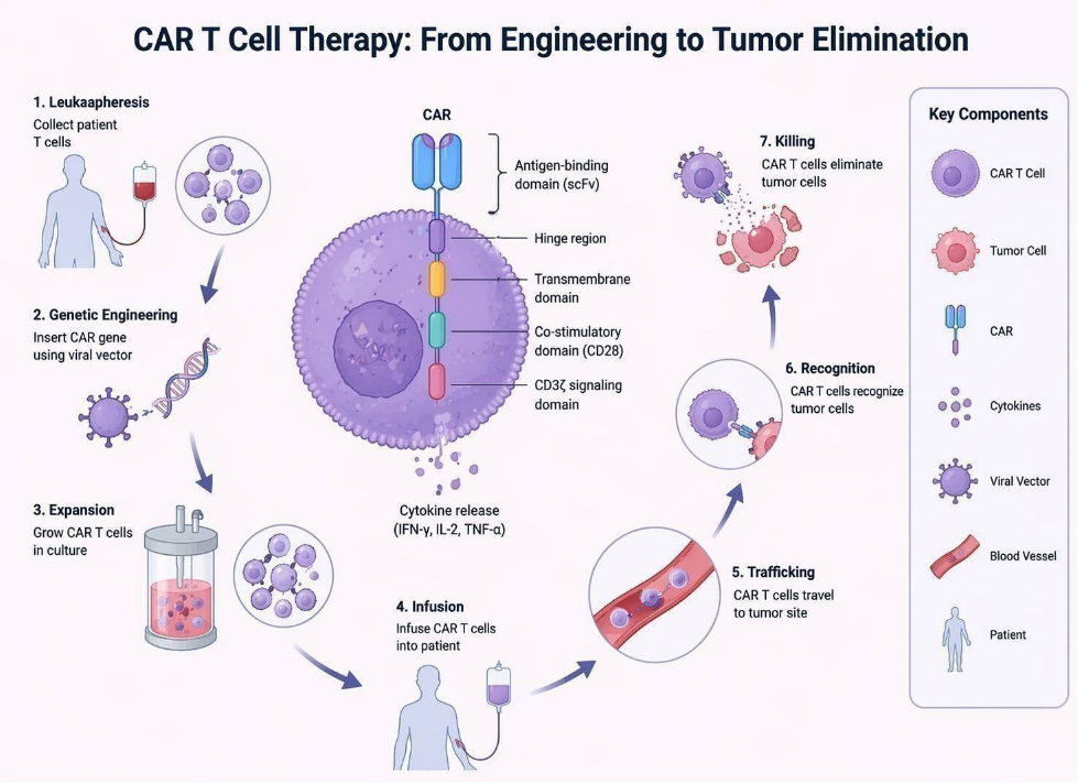 CAR T Cell Therapy Process Infographic