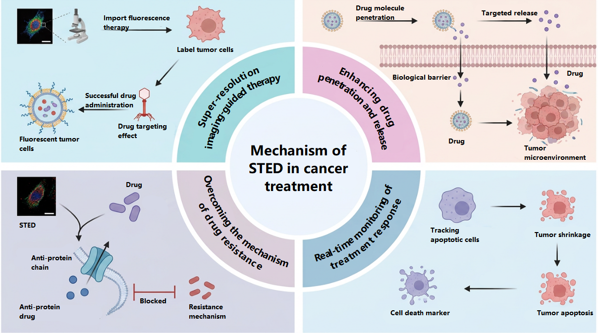 Mechanism of STED Technology in Cancer Treatment Infographic