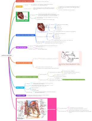 Médecine - Système Vasculaire