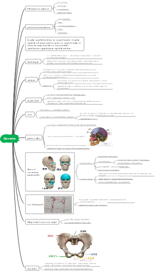 Glossaire des parties d'anatomie