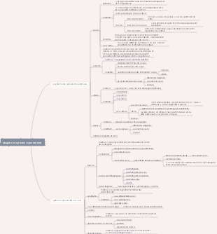 Anatomie-Chapitre 8 Carte mentale du système reproducteur