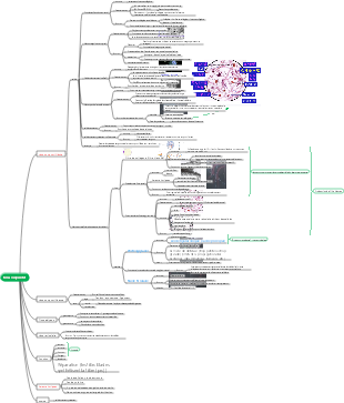 embryon → tissu conjonctif