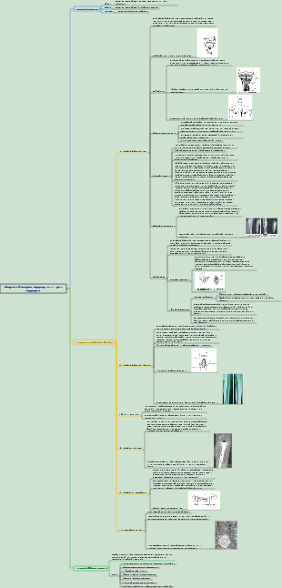 Chirurgie 058 Infections purulentes des os et des articulations