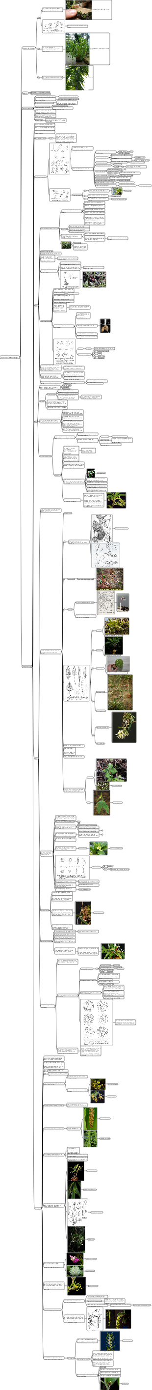 Orchidacées Morphologie 1