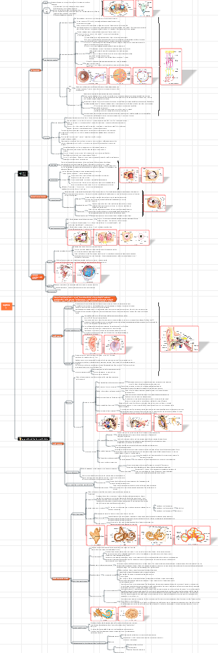 8. Système Anatomie Sensillaire