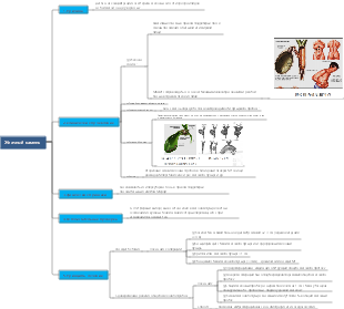 Желчный камень