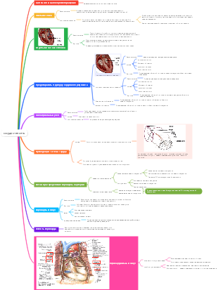 Медицина - Сосудистая система