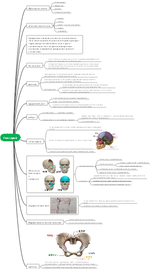Глоссарий анатомических частей