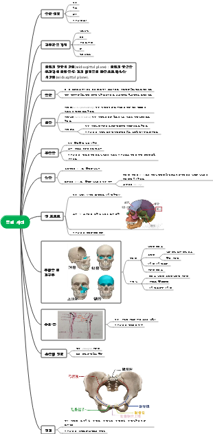 해부학적 부분 용어집