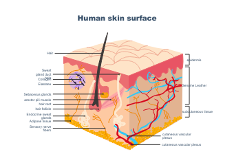 The surface layer of human skin 