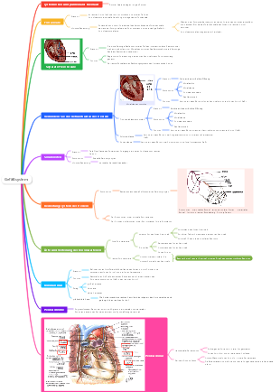 Medizin - Gefäßsystem