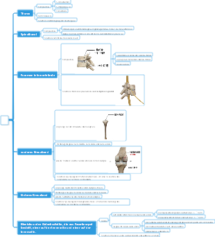 Medizin-Knochen-Mindmap