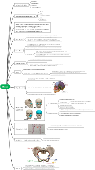 Glossar der Anatomieteile