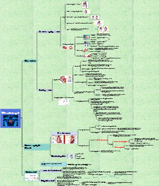 Die Zusammensetzung und Funktion des Kreislaufsystems (Blutkreislauf)