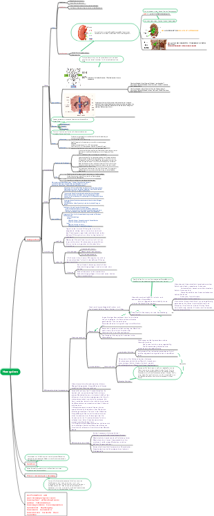 Mindmap des Harnsystems