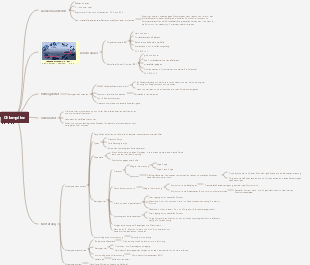 Chlamydien-Mindmap