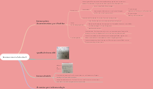 Immunmodulatorisch