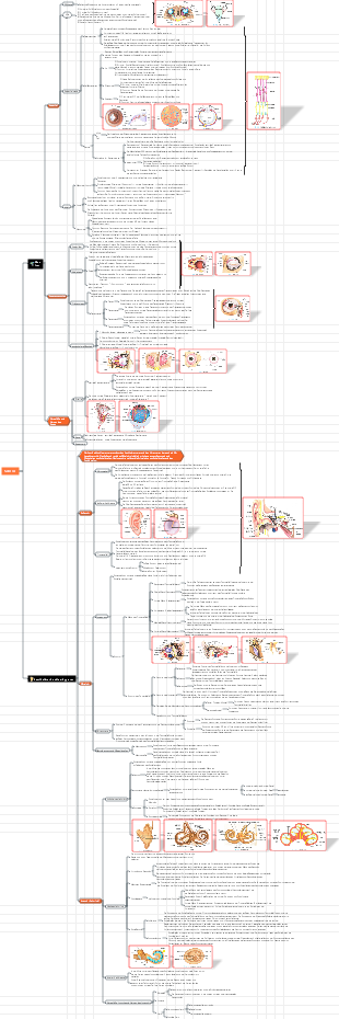 8. Anatomie des Sensillensystems