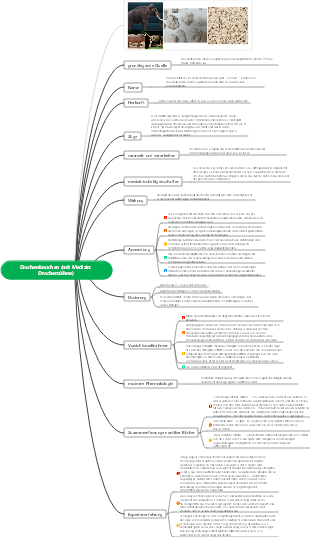 Drachenknochen-Mindmap der chinesischen Medizin