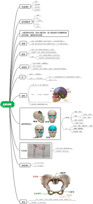 解剖部分名詞解釋
