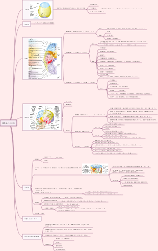 頭蓋骨の全体像