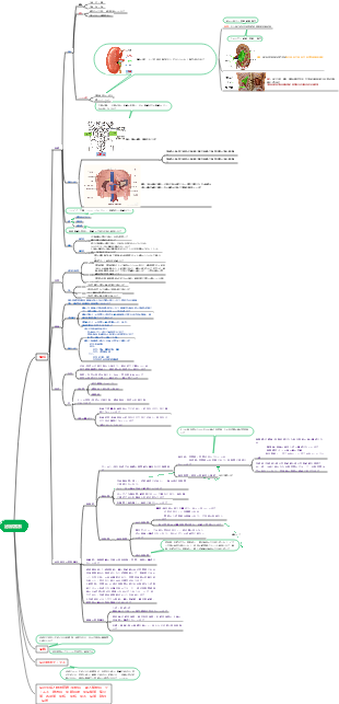 泌尿器系のマインドマップ