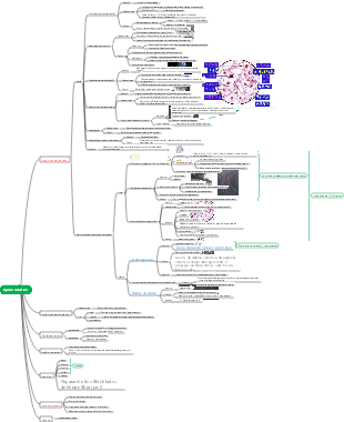 embrión → tejido conectivo